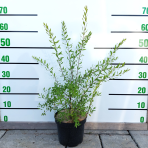 Tavoľník sivý (Spiraea × cinerea) ´GREFSHEIM´ - výška 20-40 cm, kont. C3L